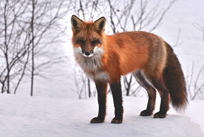 Kitsune